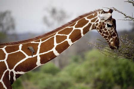 Giraffe  Camelopardalis  in Safariの写真素材