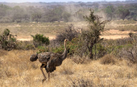 African Ostrich (struthio camelus) safari in Keniaの写真素材