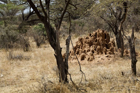 Termite mound in Safari in Kenyaの写真素材