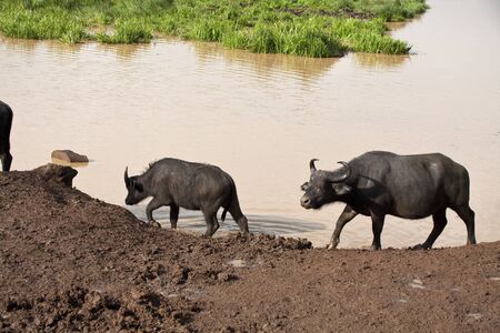 African buffalo safari in Kenya