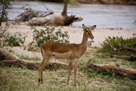Impala antelope on the riverbank in Kenya (Aepyceros Melampus)の写真素材