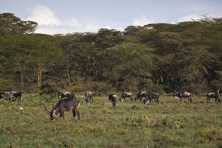 Blue wldebeest in Kenya (Connochaetes taurinus)の写真素材