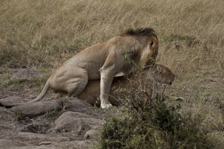 Pair of lions in love in Kenya  Panthera Leo の写真素材