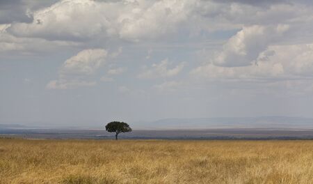 landscape of the savannah in Kenyaの写真素材