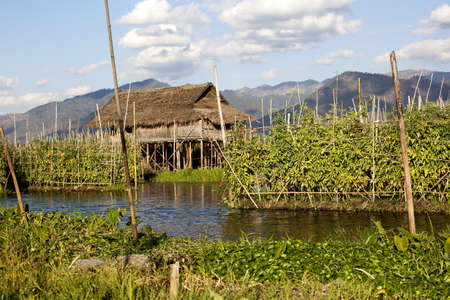 Myanmar, Inle lake, floating cropsの写真素材