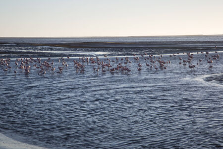 Walvis Bay, Namibia, herons at sunset lagoonの写真素材