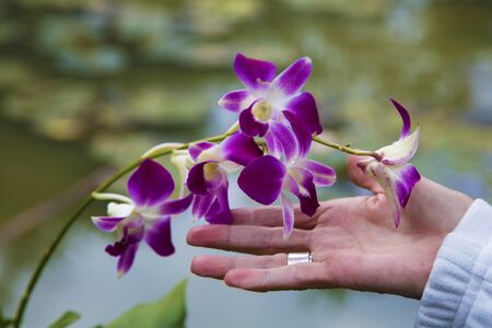 orchid in Laos, flowersの写真素材