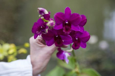 orchid in Laos, flowersの写真素材