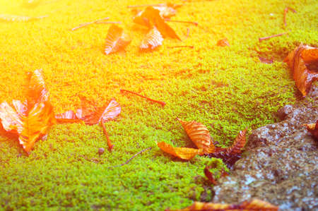 Leaves on Green Mossの写真素材