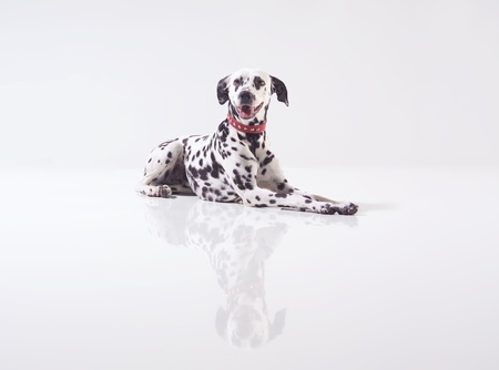 Dalmatian lying down in front of black background, studio shot. の写真素材