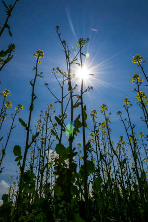 flowers of rapeseed in a sunny day