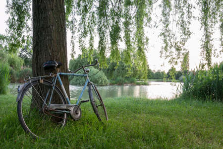 Bicycle under a tree in an italian gardenの写真素材