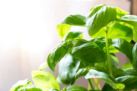 Fresh green basil leavesの写真素材
