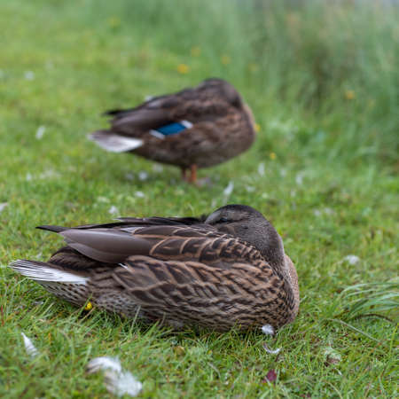 Dukcs near a lake in the italian dolomitesの写真素材
