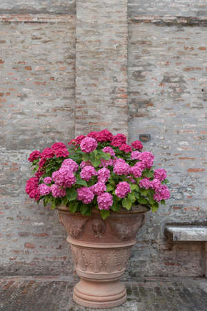 Bouquet of colorful flowers in an hidden garden in Ferrara Italyの写真素材