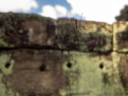 Temple spiderの写真素材