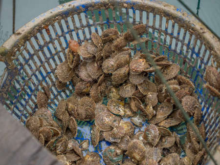 Oyster from the Pearl farmの写真素材
