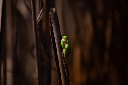 little green frog on plants on dark background