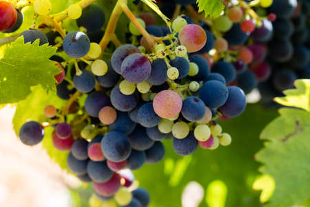 dark grapes in wineyard, during harvest in autumn
