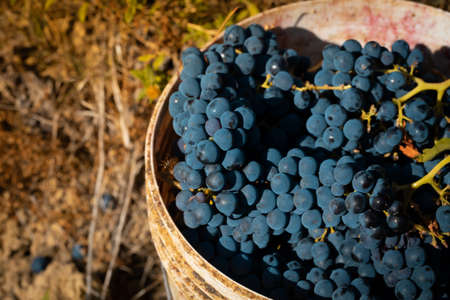 dark grapes in wineyard, during harvest in autumn
