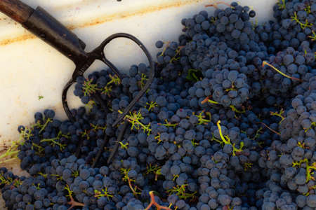 dark grapes in wineyard, during harvest in autumn