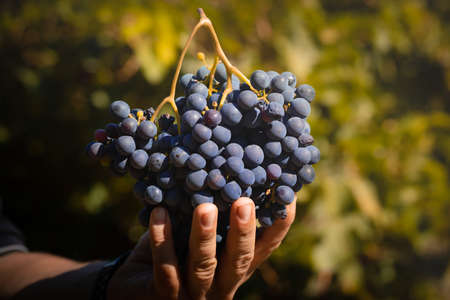 dark grapes with hands in wineyard during harvest in autumn