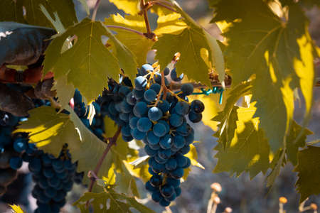 dark grapes in wineyard, during harvest in autumn
