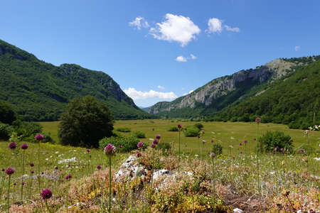 Macro of violet flower with green valley background and some mountainsの写真素材