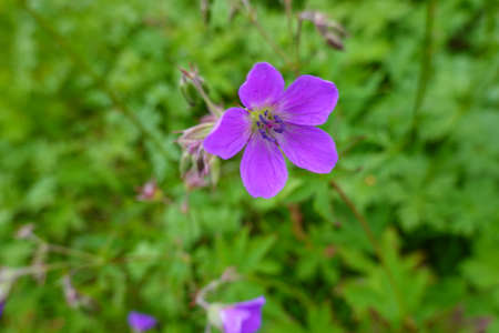 Macro on a violet flower in summer in Swedenの写真素材