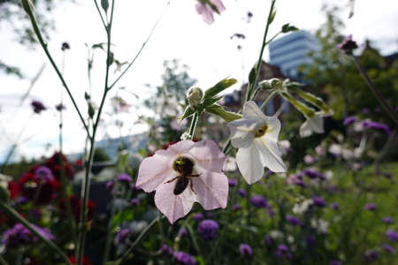 Bee browsing between two flowersの写真素材