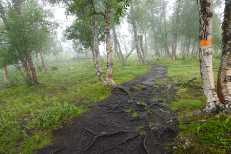 Path in forest with mist in hiking trail in Swedenの写真素材