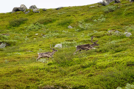 Close up on reindeer in the north of Sweden in summerの写真素材