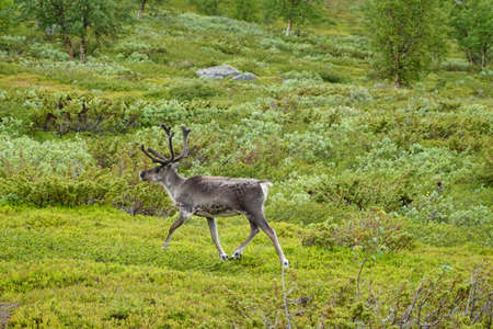 Close up on reindeer in the north of Sweden in summerの写真素材