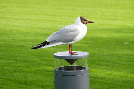 Seagull Chroicocephalus maculipennis on a lamp with the background of green grassの写真素材