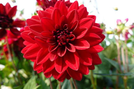 Close up on red chrysanthemumの写真素材