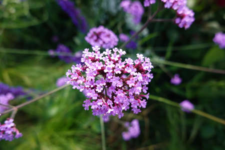 Macro on a violet flower in hiking trail in Swedenの写真素材