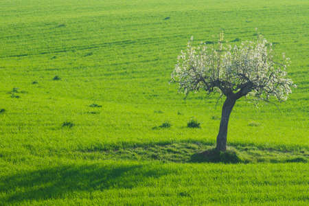Flowered tree in the Italian countrysideの写真素材