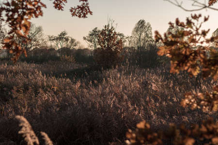 dreamy looking meadow with natural frame