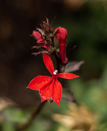 Red flower close up with dropletの写真素材