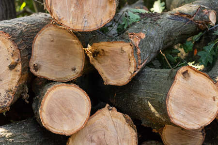 Wooden logs pile