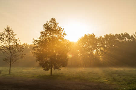 Early morning In an European Forest With fog and golden sunlightの写真素材