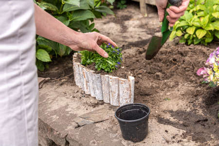 senior woman gardening and filling pots with purple and blue flowers.