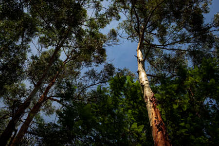 Bottom view of trees in spring showing how stunning nature is outdoors.