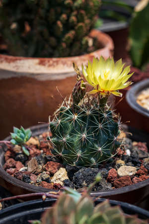 Thelocactus Setispinus, a beautiful cactus of Mexican origin characterized by its beautiful flowering, grows in the Mexican desert but also in the gardens of enthusiasts and amateurs.の写真素材