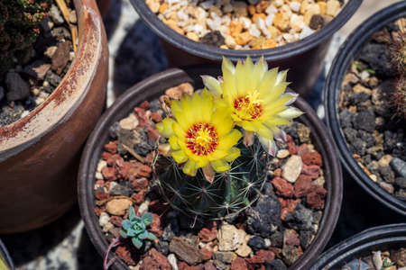 Thelocactus Setispinus, a beautiful cactus of Mexican origin characterized by its beautiful...