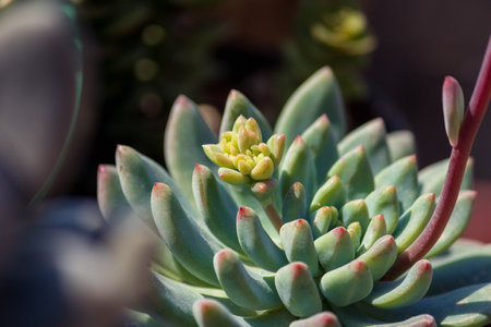 The flowering of Echeveria blue elf is small but interesting.の写真素材