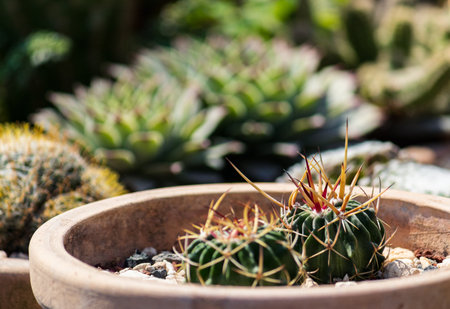 Clay pots help stenocactus grow well in direct sunlight.の写真素材