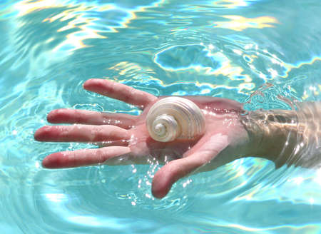 collected shell from the waterの写真素材