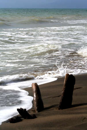 old treetrunks at the shorelineの写真素材