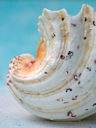 seashellの写真素材